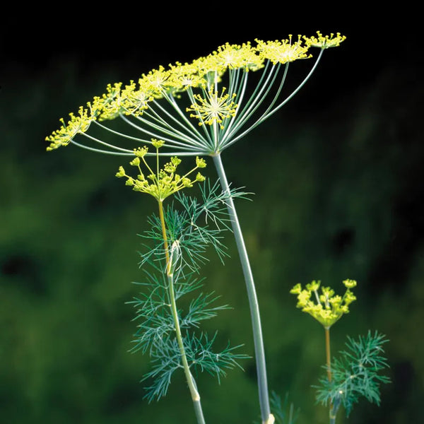 Organic Dill Seeds