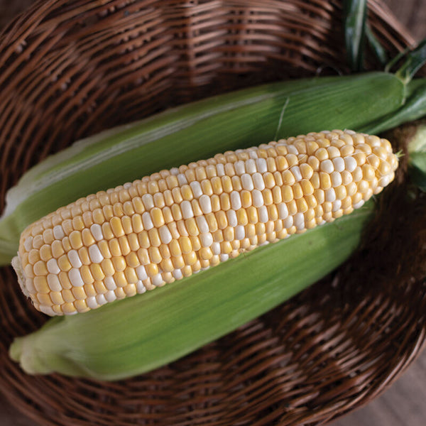 Natural Sweet Organic (F1) Corn Seed