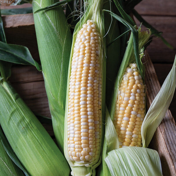 Bolt XR (F1) Corn Seed