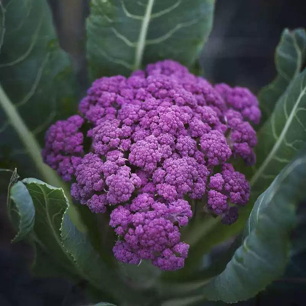 Purple Magic Hybrid Broccoli Seeds