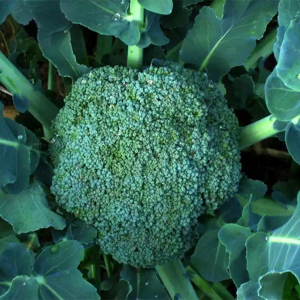 Waltham 29 Heirloom Broccoli Seeds