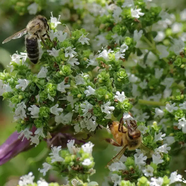 Greek Oregano Seeds
