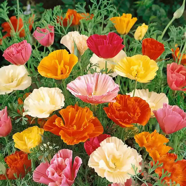 Mix Poppy Seeds