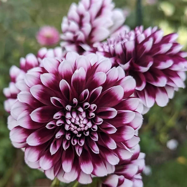 Dahlia Mystery Day Dinner Plate Dahlia Bulb