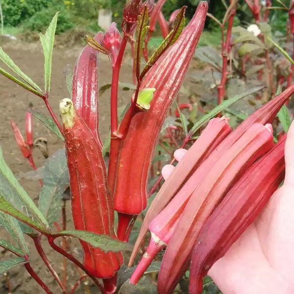 Carmine Splendor (F1) Okra Seed