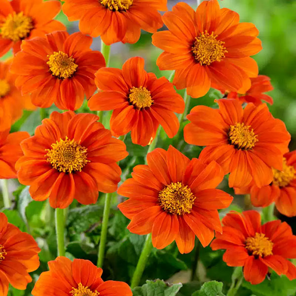 Fiesta del Sol Mexican Sunflower Seeds