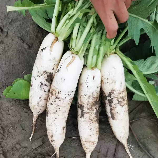 Summit (F1) Radish Seeds