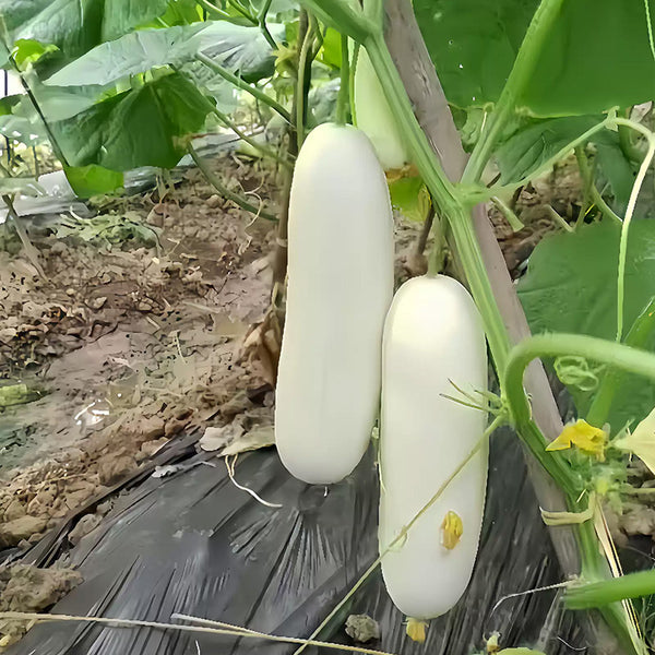 White Wonder Cucumber Seeds