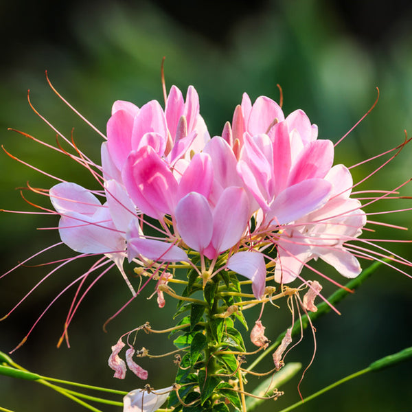 Sparkler Blush Spiderflower Seeds