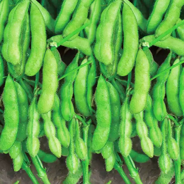 Midori Giant Bush Edamame Soybean Seeds