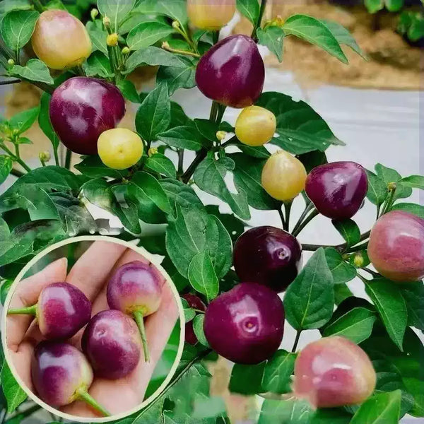 Black Pearl Ornamental Pepper Seeds