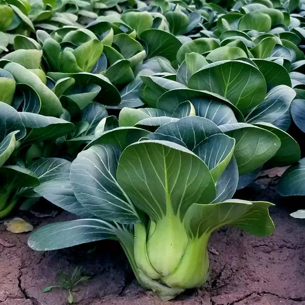 Joi Choi Hybrid Pak Choi Seeds