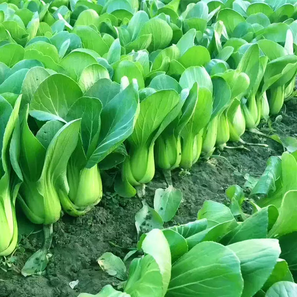 Little Shanghai (F1) Green Pak Choy Seeds