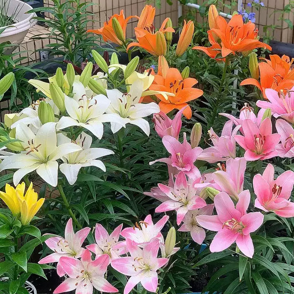 Lilium Asiatic Lily Mix Bulbs