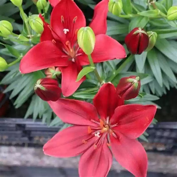 Red Lilium Trendy Asiatic Lily Bulbs