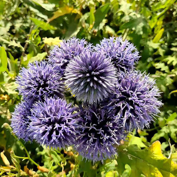 Ritro Echinops Seed