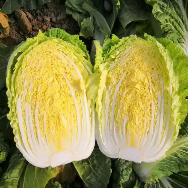 Minuet (F1) Chinese Cabbage Seeds