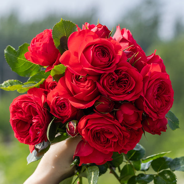 Opening Night Hybrid Tea Rose