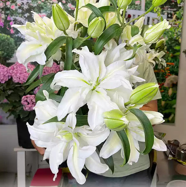 White Roselily Oriental Lily Bulb