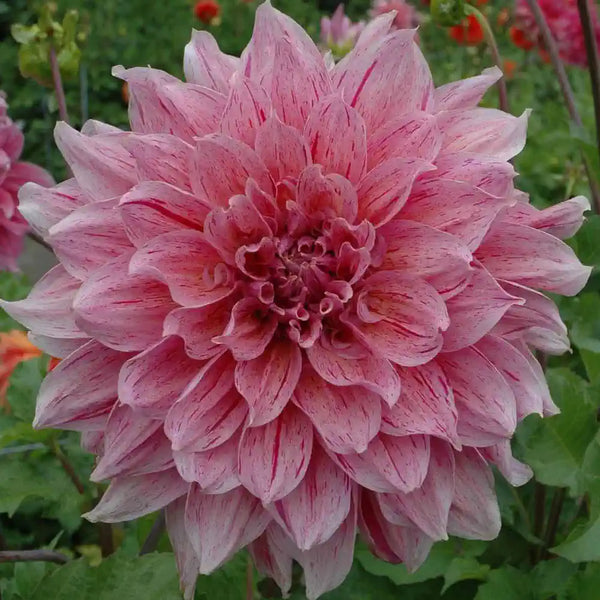 Dahlia Go Go Speckled Decorative Dahlia Bulb
