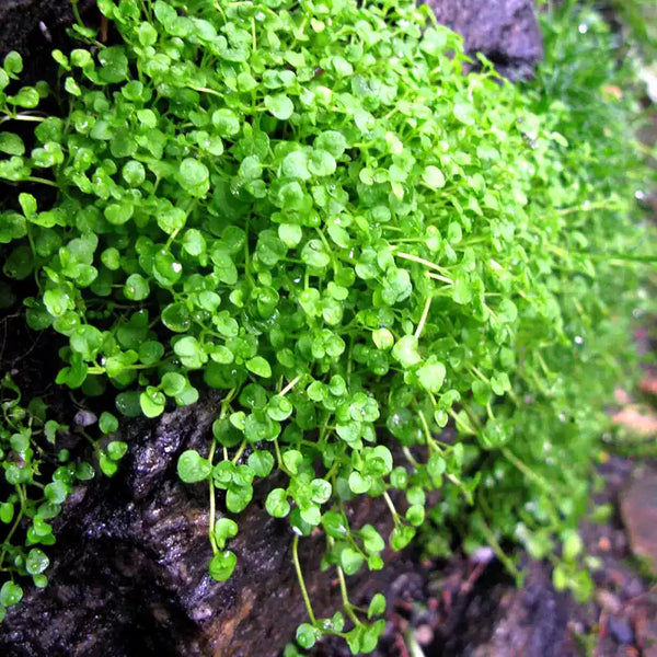 Mini Ornamental Mint Seeds