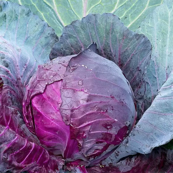 Red Express Purple/Red Cabbage Seeds