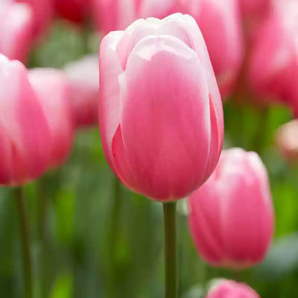 Apricot Delight Tulip Bulbs