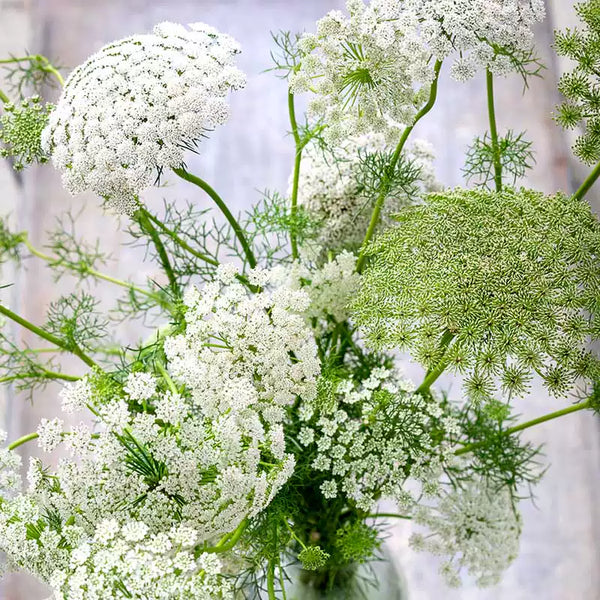 Green Mist Ammi Seeds