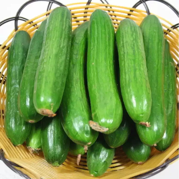 Green Light F1 Cucumber Seeds