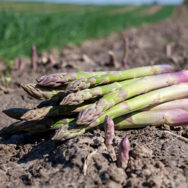 Asparagus Jersey Supreme Hybrid