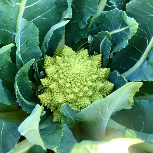 Romanesco Broccoli Seeds