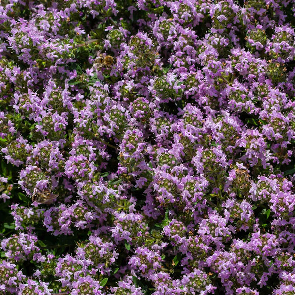 Mother of Thyme Seeds