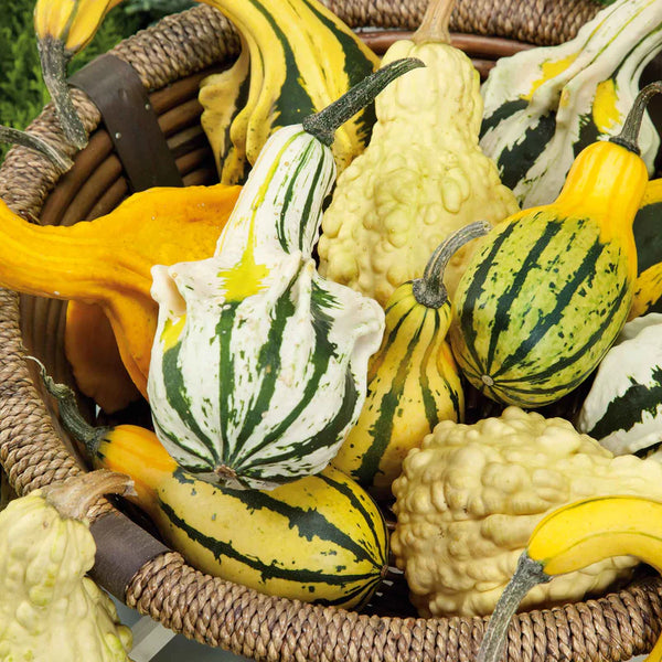 Lunch Lady Blend Gourd Seeds
