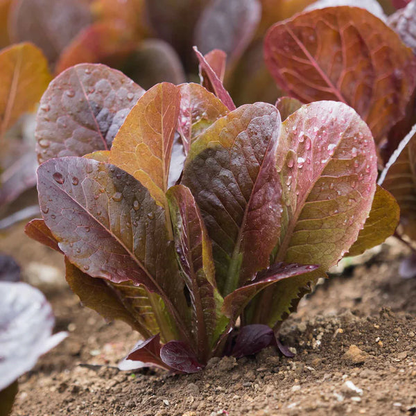 Cimmarron Lettuce Seeds