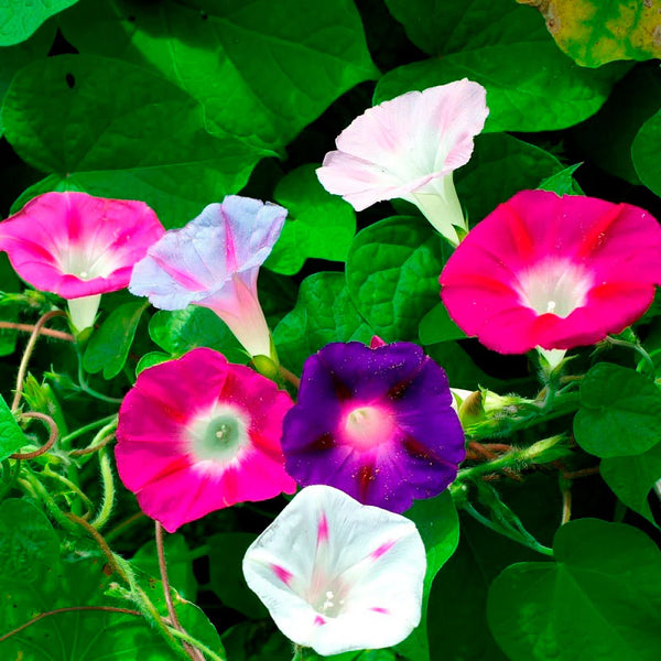 Imperial Mix Morning Glory Seeds