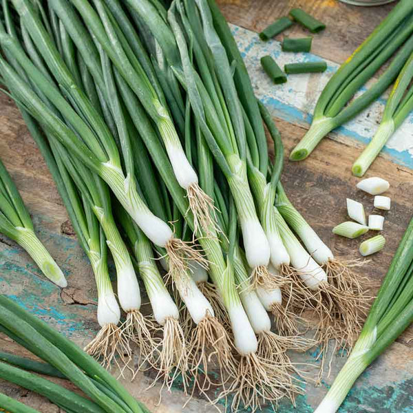 Parade Green Onion Seeds