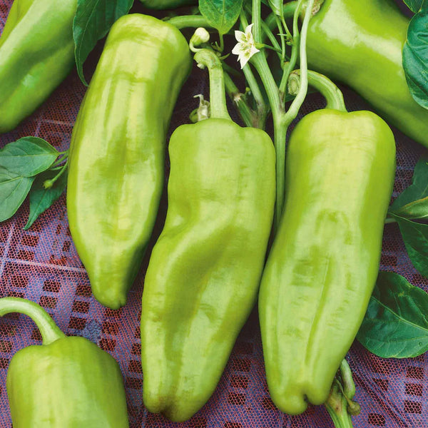 Gypsy Hybrid Sweet Pepper Seeds