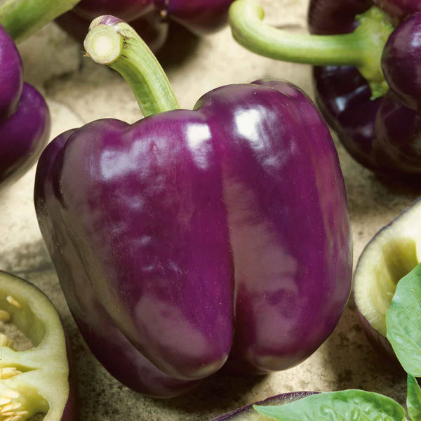 Purple Beauty Sweet Pepper Seeds