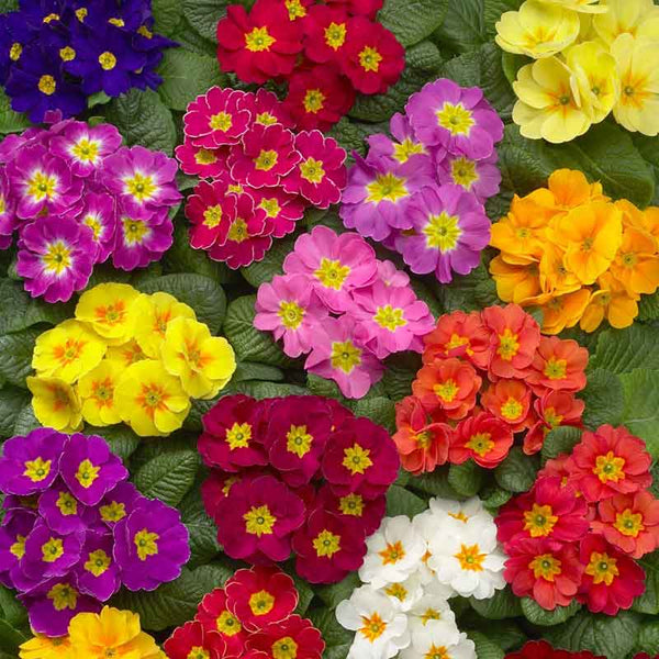 Danova Full Mix Hybrid Primula Seeds
