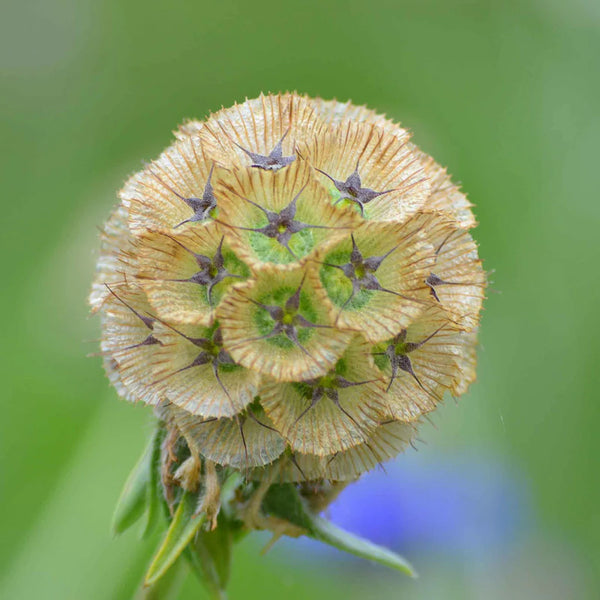 Drumstick Flower Starflower Pincushion Scabiosa Flower Seeds