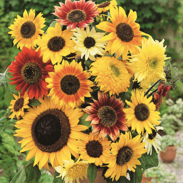Van Gogh Mix Sunflower Seeds