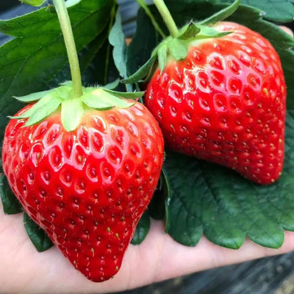 Sweet Kiss Strawberry Seeds