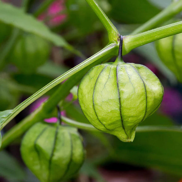 Super Verde Hybrid Tomatillo Seeds