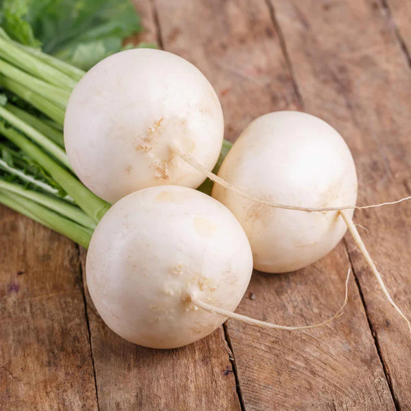 White Lady Hybrid Turnip Seeds